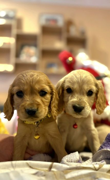 Кокер шпаньол кученца