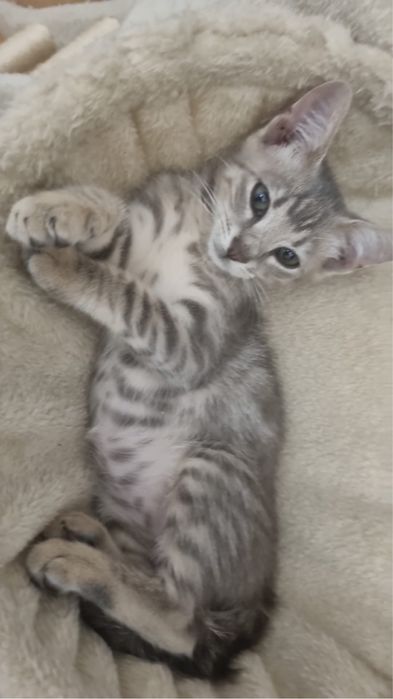 dau in adoptie pisicute (1 baietel 4 fetite)