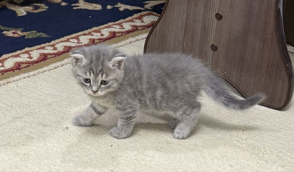 Продаются котята от сибирской вислоухой кошки