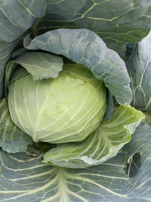 Varza  Beverly  hils