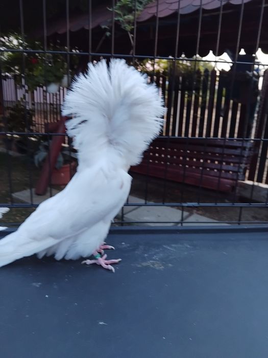 Porumbei gulerati (maria stuart)