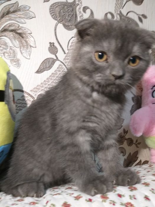 Zotdor britaniskiy mushuk bolasi sotiladi