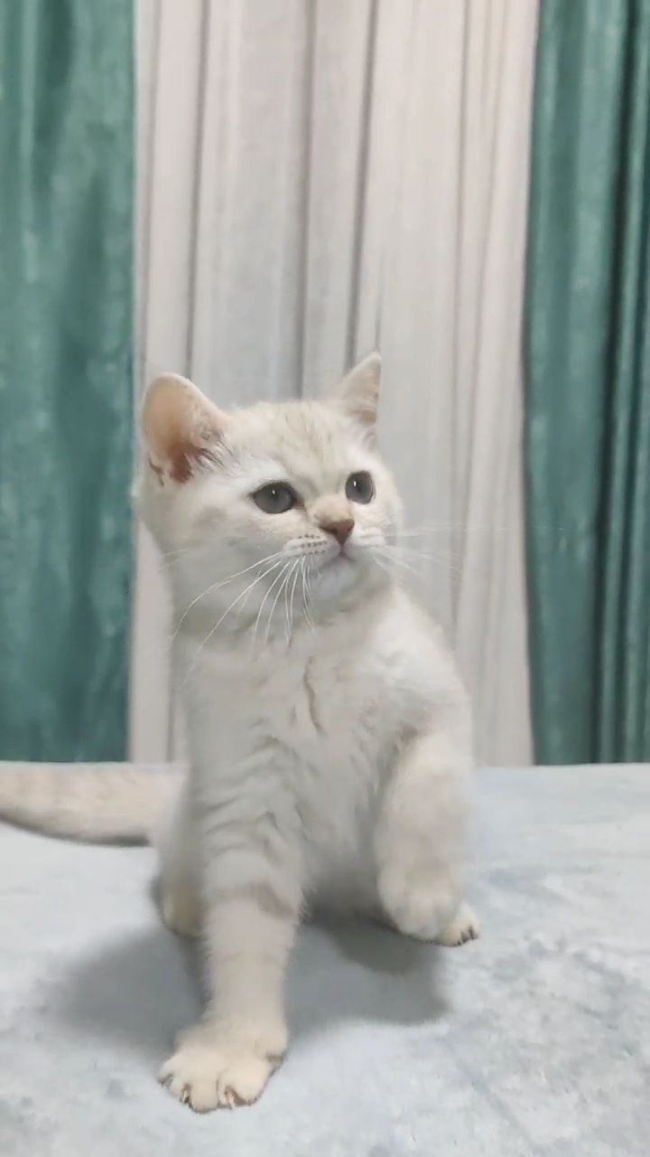 Девочка Скотиш страйт серебристая шиншила