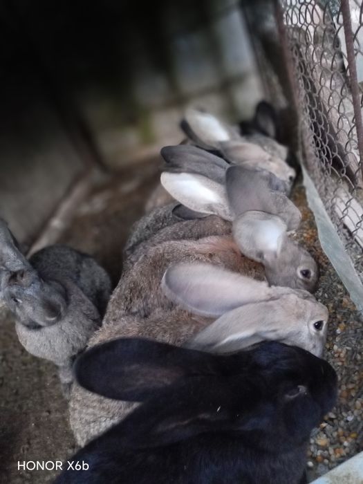 Продавам зайци кръстоска от белгийски великан