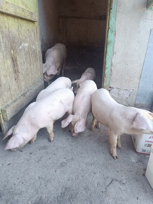 Продавам малки прасенца