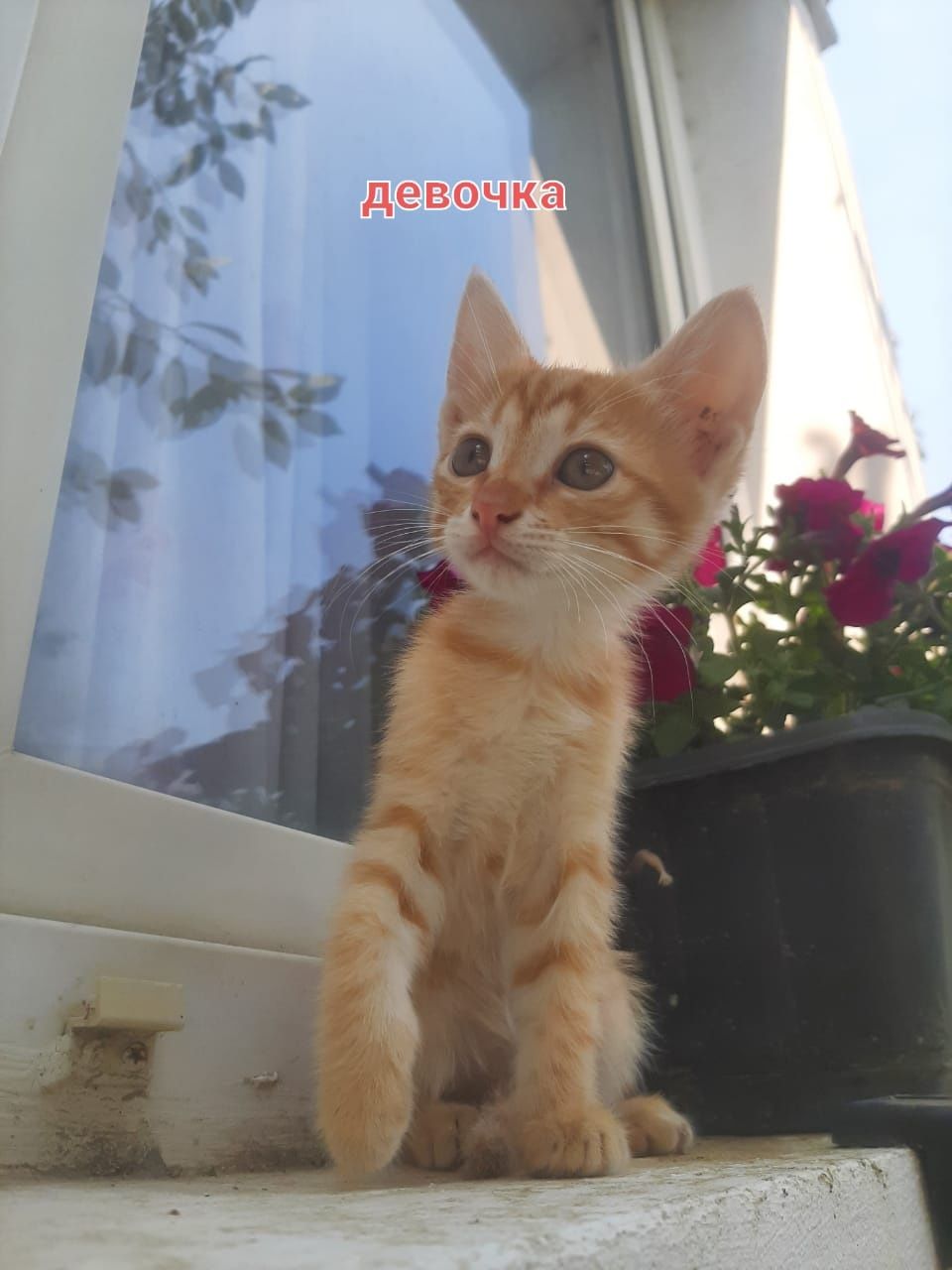 Отдам котят бесплатно