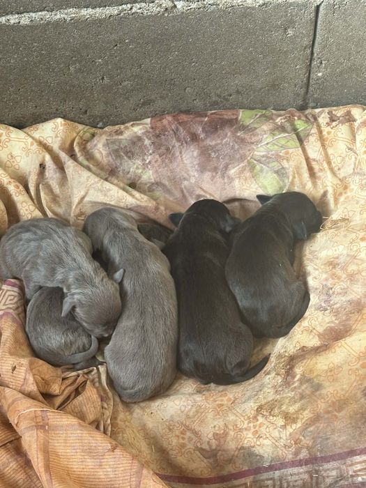 Питбулчета на на 2 седмици търсят нови стопани