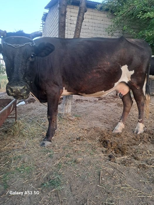 Бузаулы Сиыр сатылады