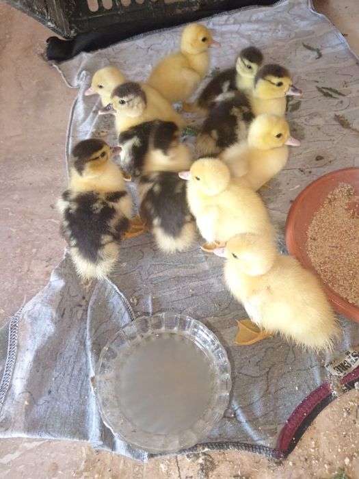 Rățuște lese pui diferite marimi