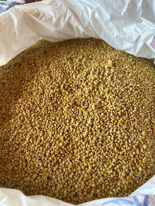 Polen primavara 2025