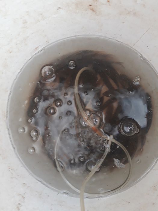 Живец чебака/окуня