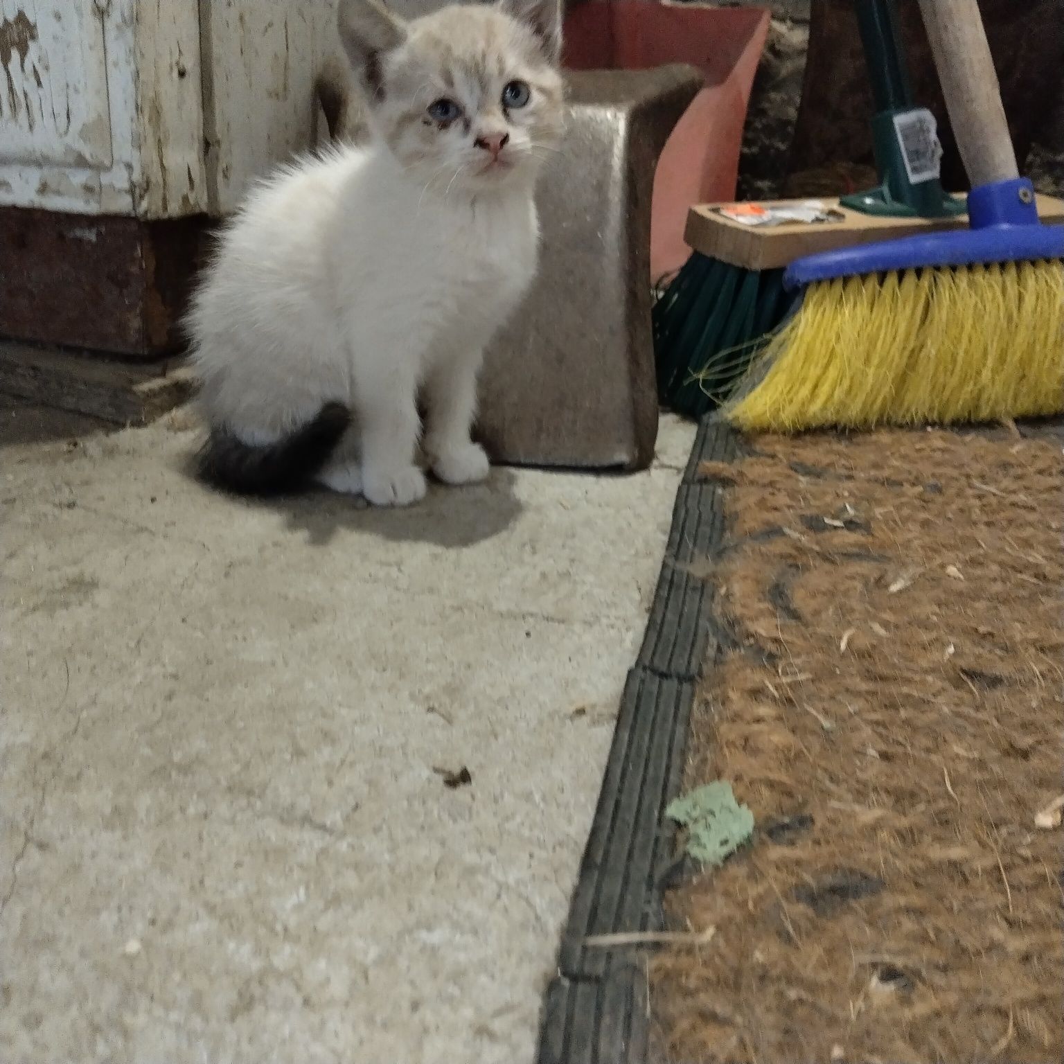 Подарявам котенца