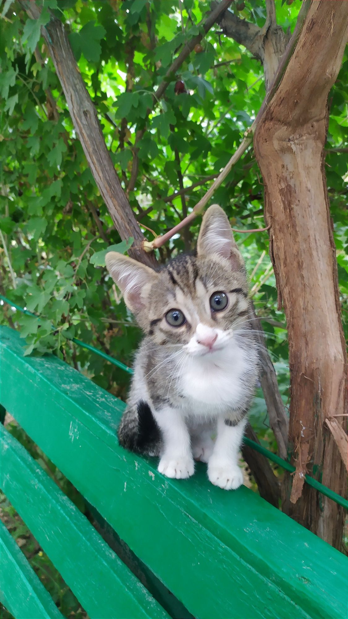 Котёнок, мальчик, 2 месяца. Чирчик.