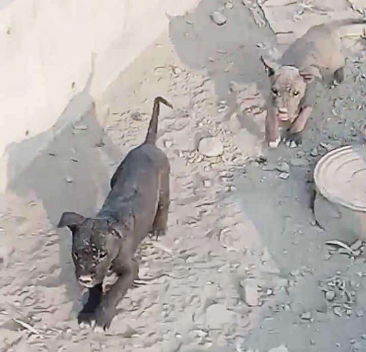 Продаётся Собака питбуль