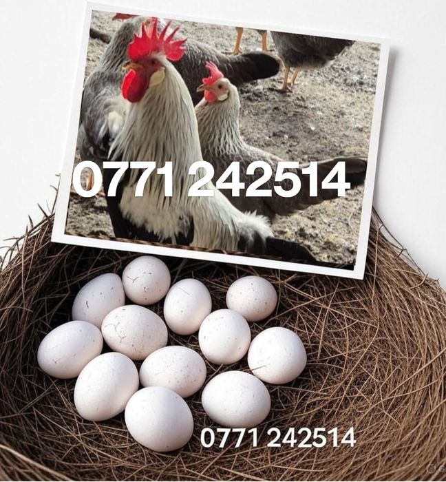 Vând Cocoși Argintii Italiene, Leghorn Italiene