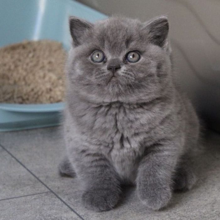 British Shorthair