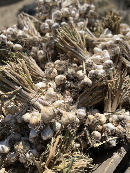 Usturoi Romanesc de vanzare