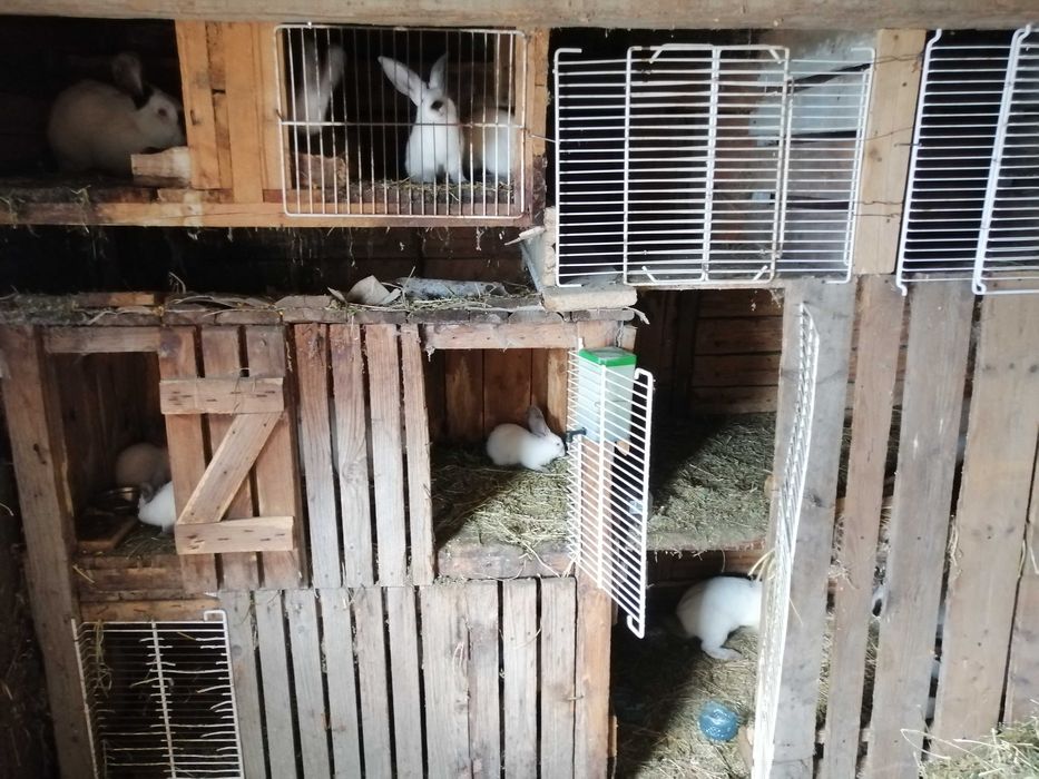 Vând iepuri Uriaș de Transilvania