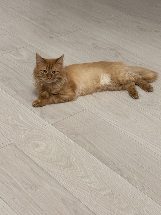 Отдам в добрые руки