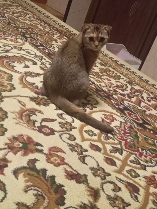 Zalataya shinshila fold