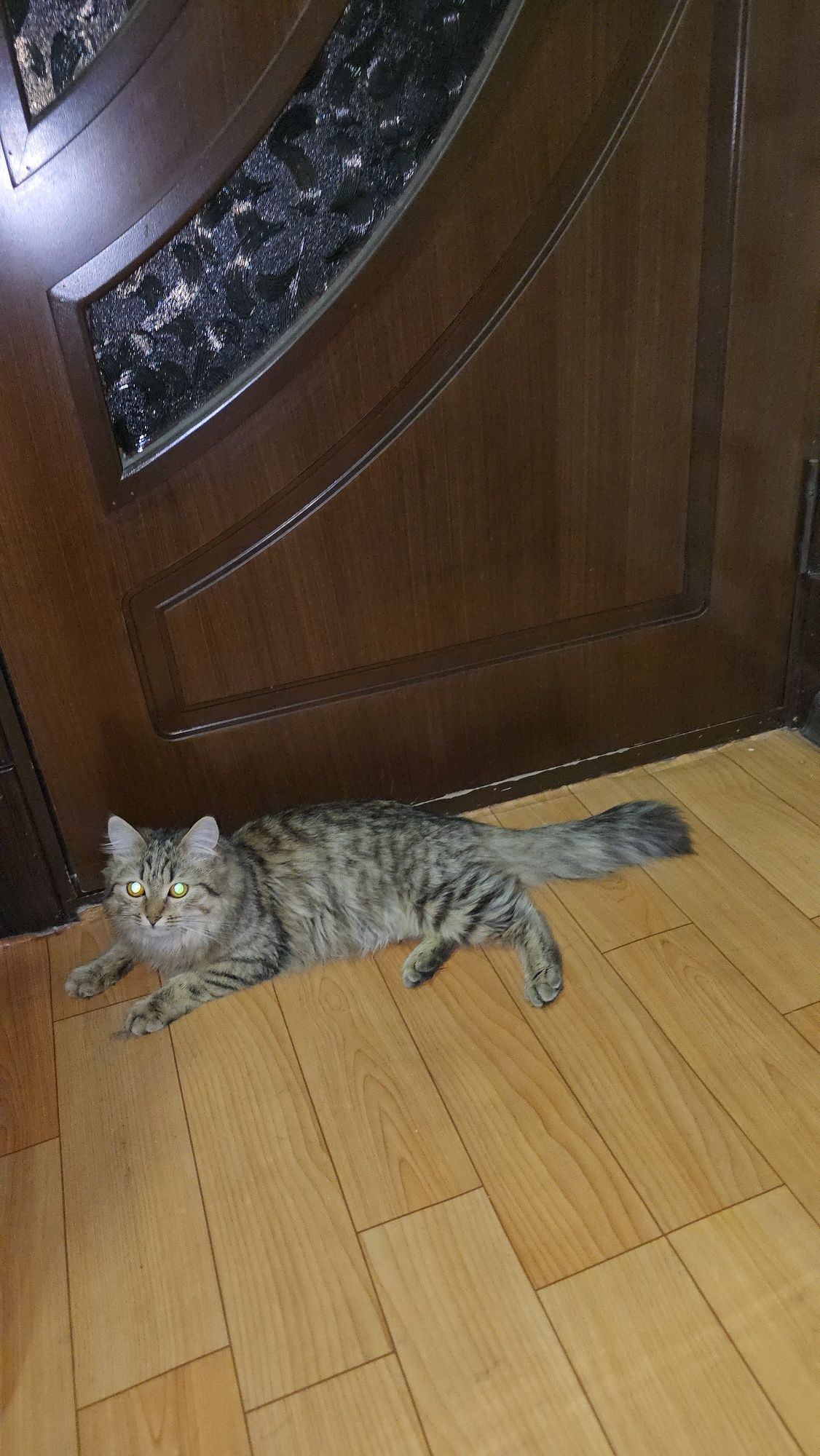 Кошка Мушук Пишик киз пишик