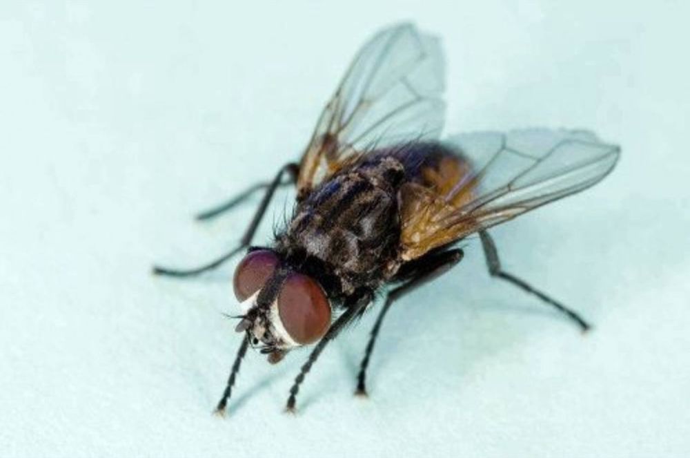 Дезенфекция дизенсекция дератиция клоп таракан dizinfeksiy 20% скидка