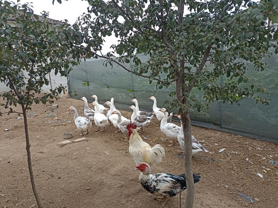 Gâște de vânzare