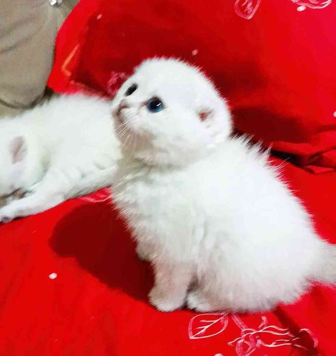 Продаётся котёнок