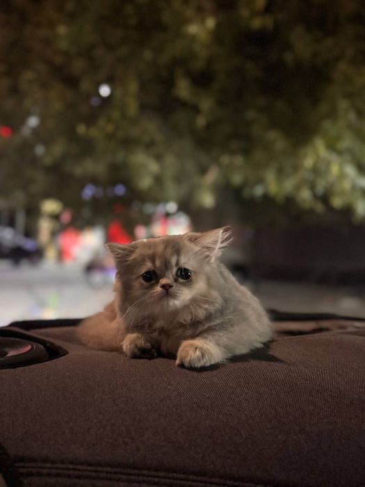 Кошка персидской породы