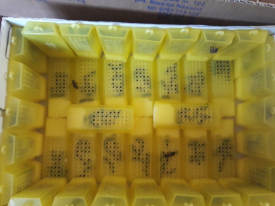 Vand miere en gross poliflora