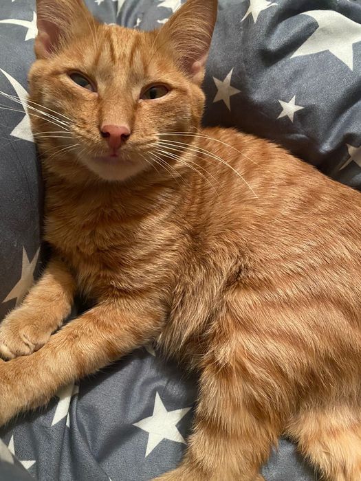 Отдам коика в добрые руки