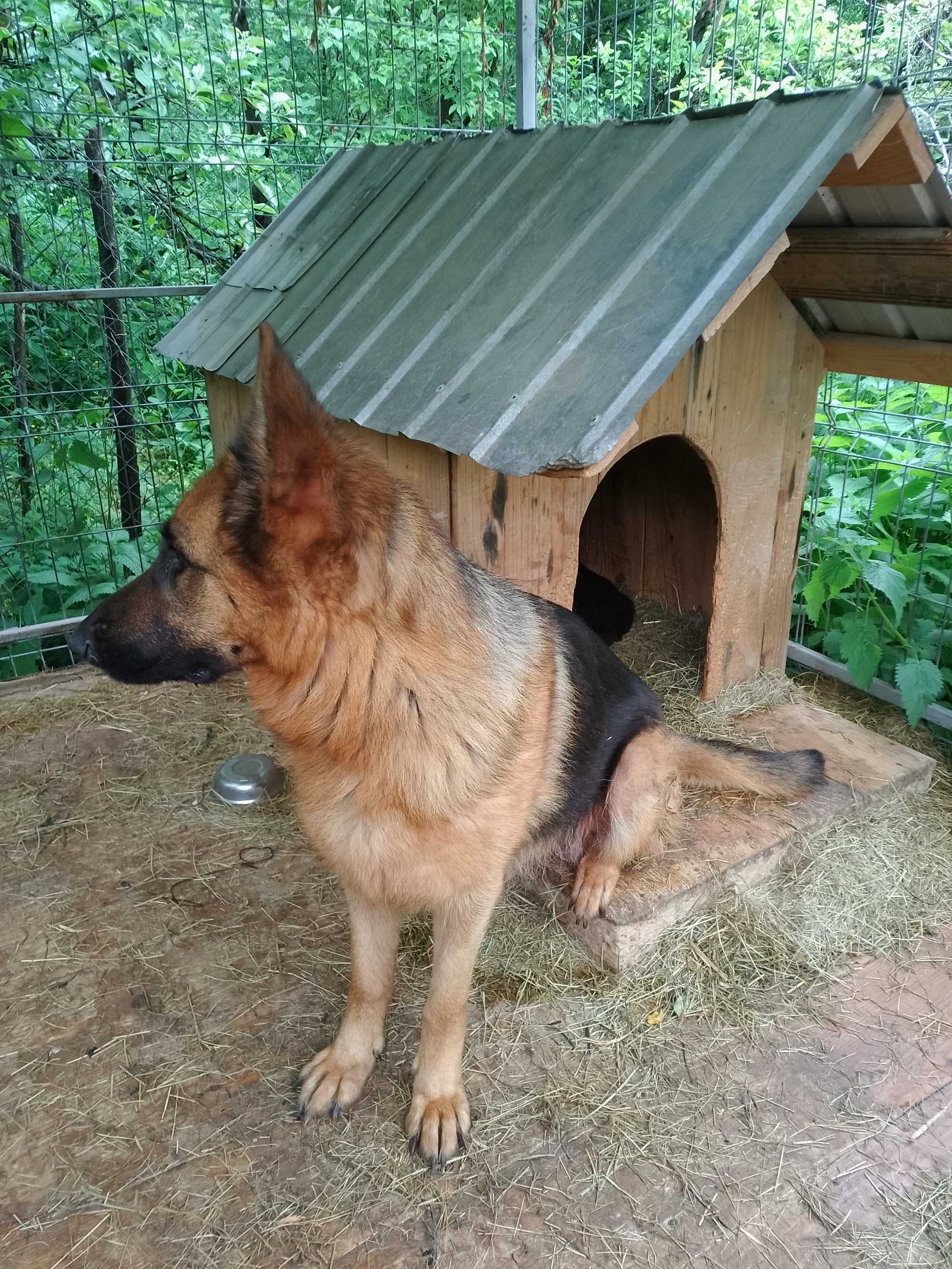 Vând pui , mascul Ciobanesc German