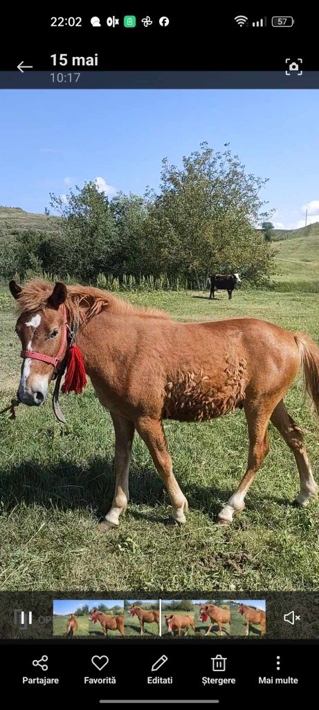 Vand/schimb cu tauras armăsar 9 luni