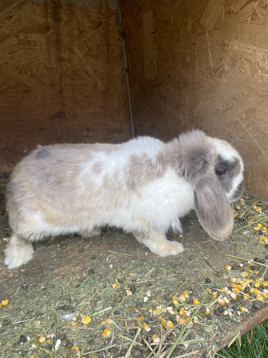 Vand mascul berbec pitic si o femela rex