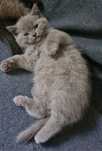 British Shorthair