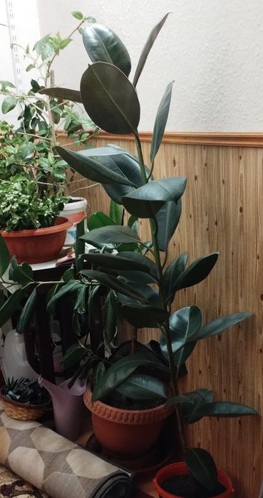 Ficus , Dracena ,, Crinul păcii, Trandafir japonez
MărT