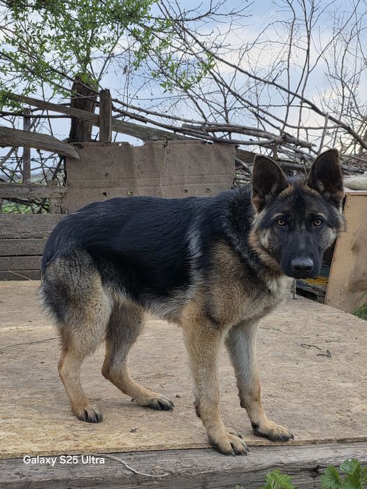 Donez cățelușa ciobănesc german