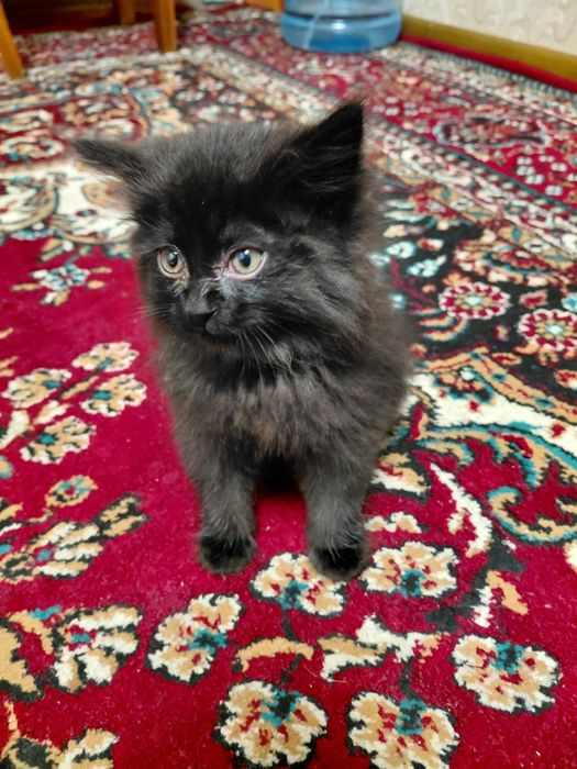 котенок готов к усыновлению