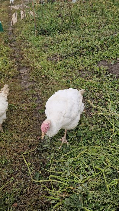 Vand curci si curcani