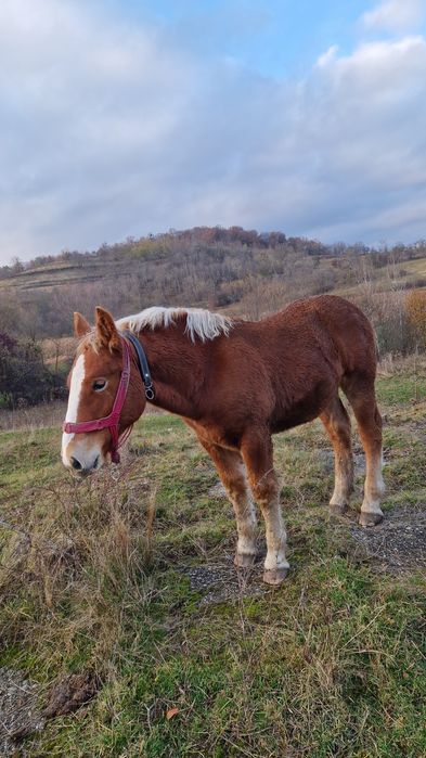 Mânz metis Ardenez/Breton