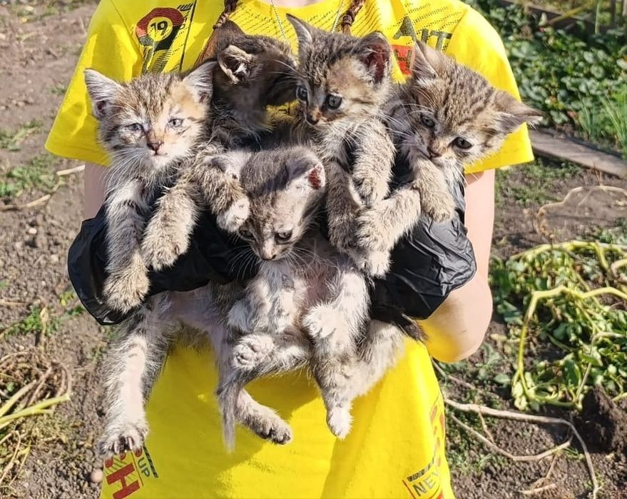 Отдам котят в добрые руки