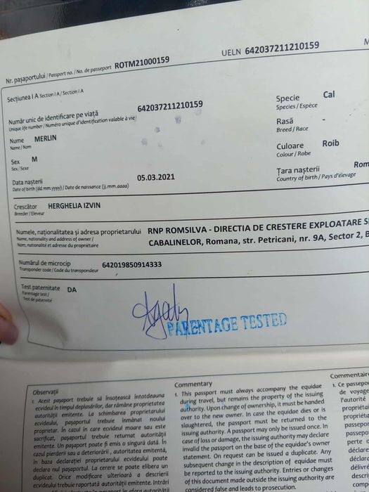 De vanzare armasar de 4 ani cu pasaport linia Izvin