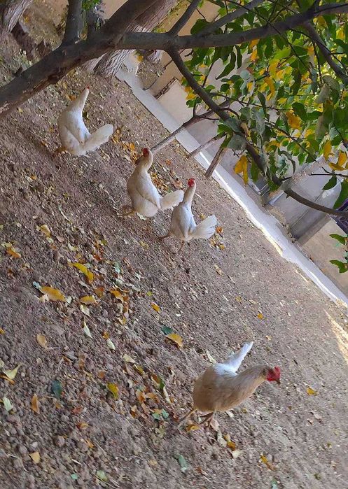 tovuqlar: tuxum qo'yadigan