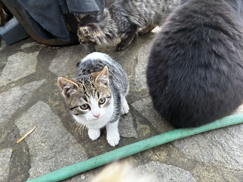 Котета които спешно си търсят дом