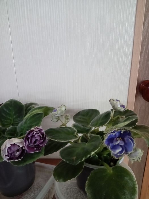 Продам молодые фиалки