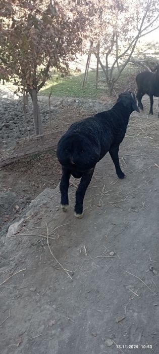 Qo'chqorlar sotiladi