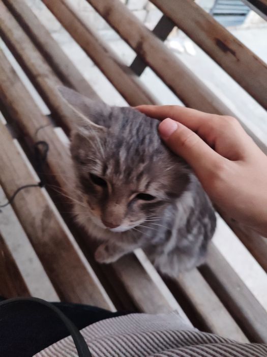 Уличная котенок девочка длинношерстная