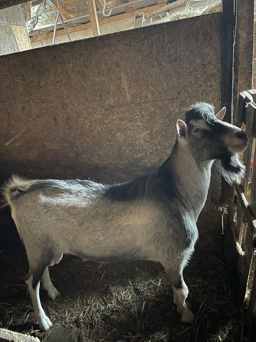 Vand tap metis de sannen si toggenburg varsta 1 an bun pentru monta