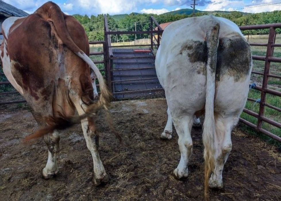 Vaci pentru abator prețul in funcție de calitatea animalului!