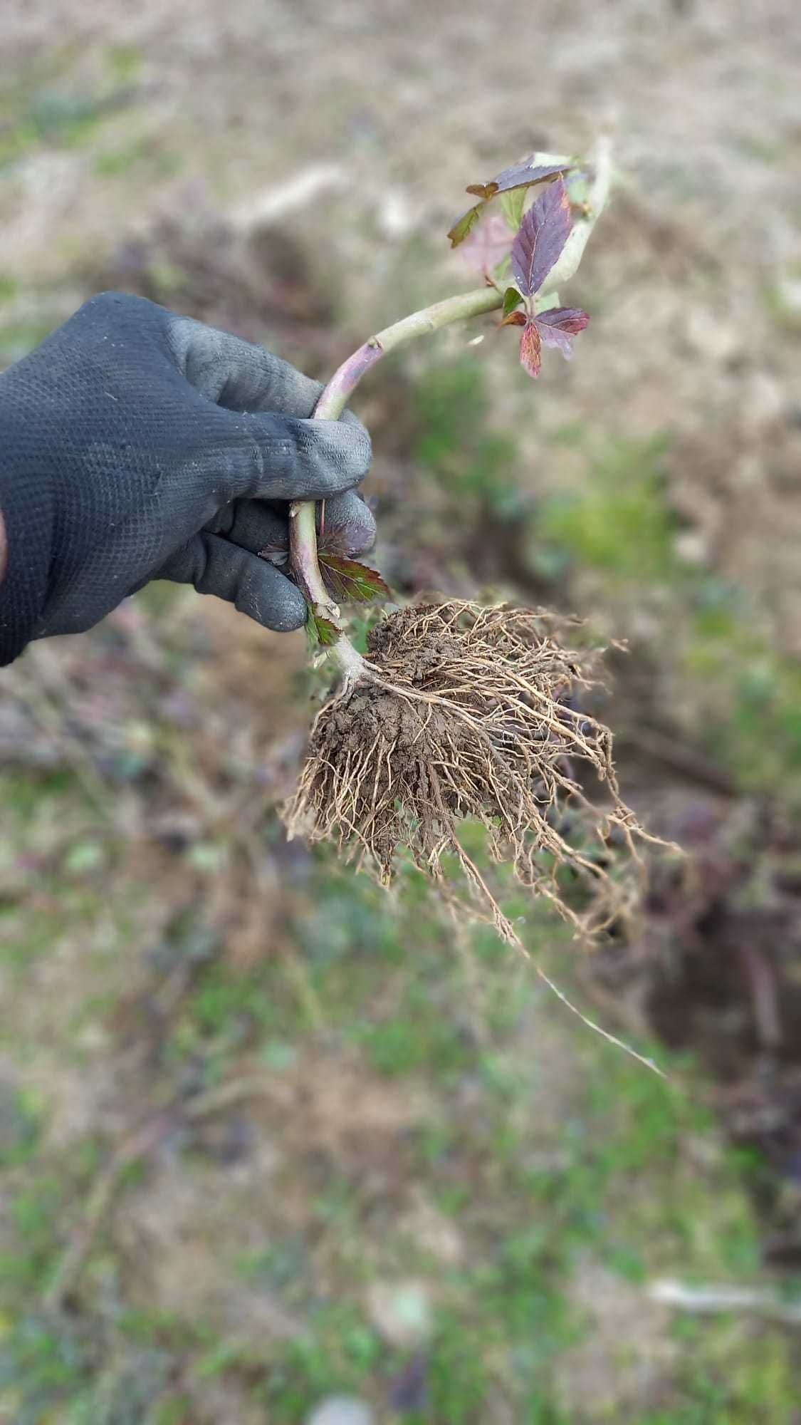 OFERTĂ butasi mur THORNFREE (fără spini) !!!